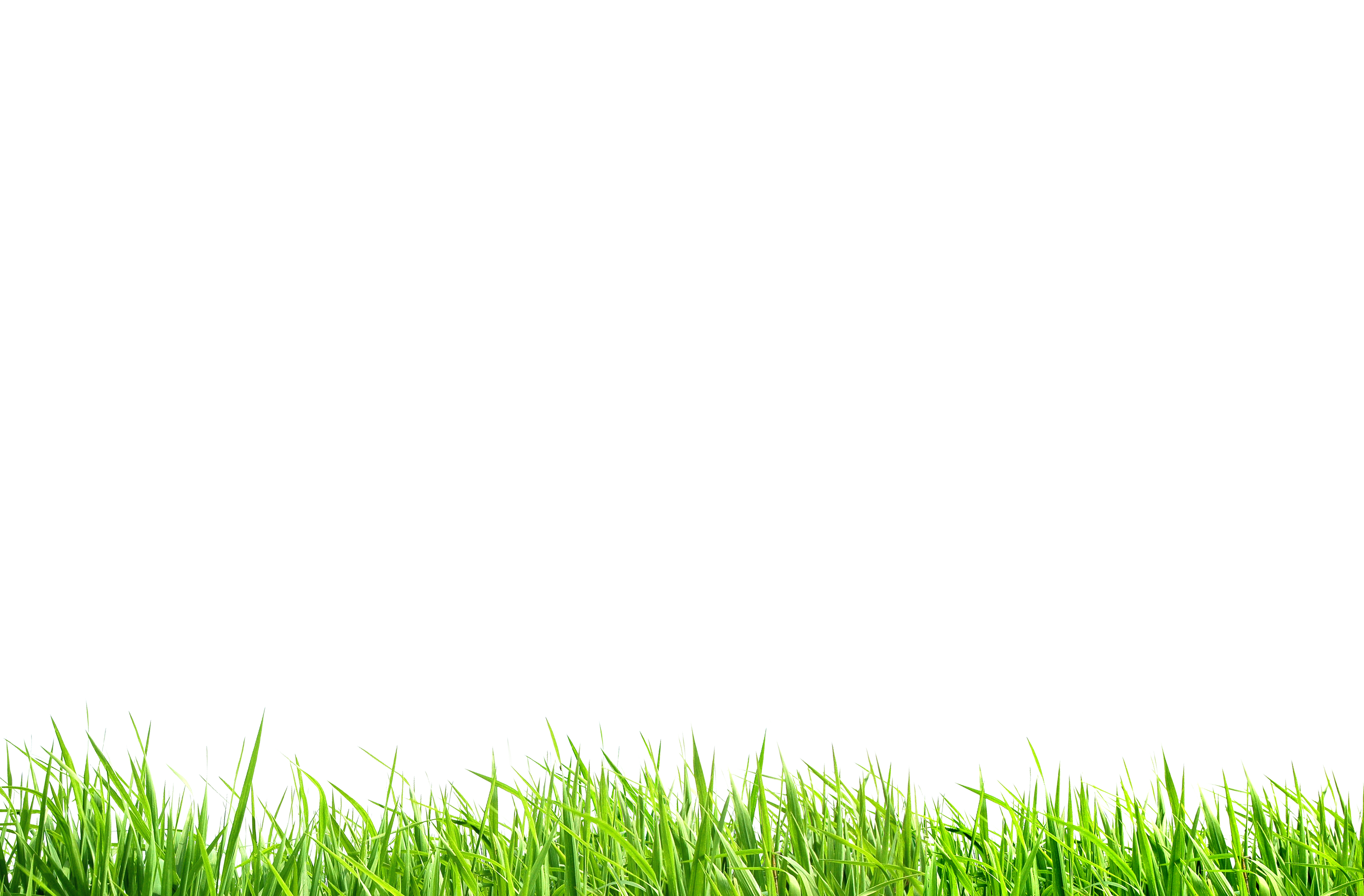 Green Grass Background Clipart