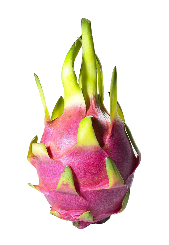 Cactus Cartoon Clipart