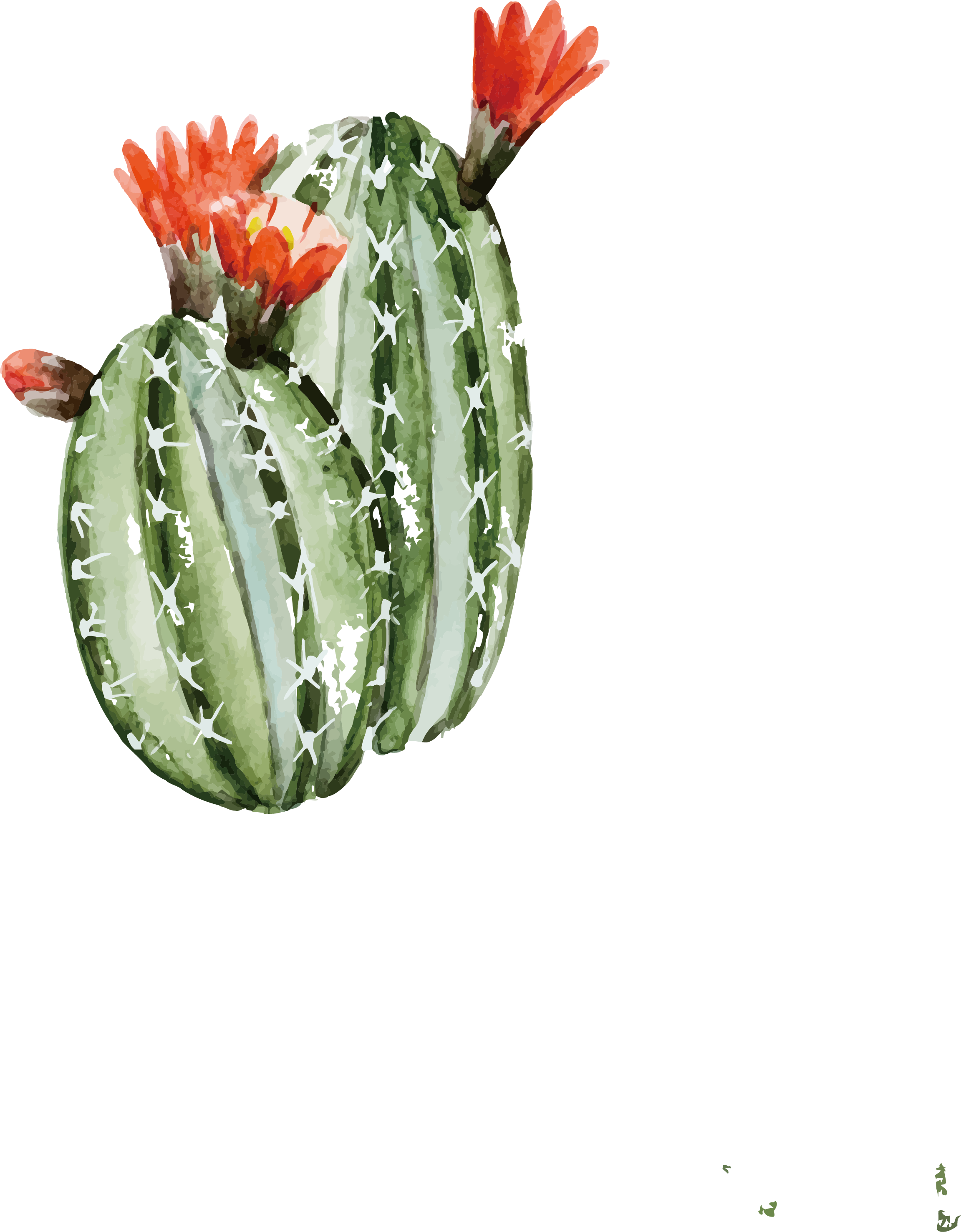 Watercolor Plant Clipart