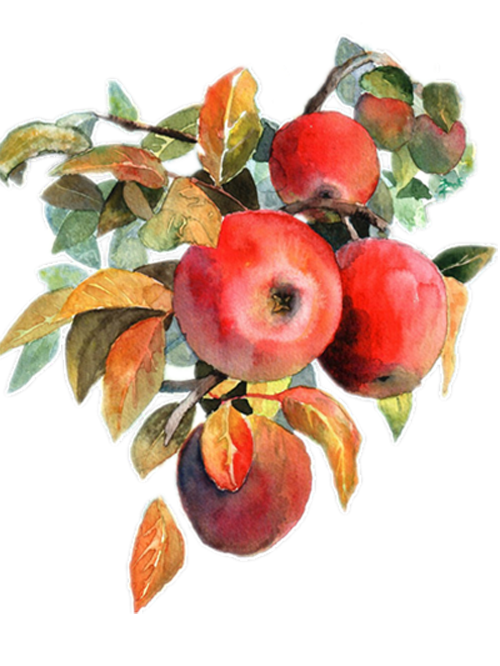 Watercolor Drawing Clipart
