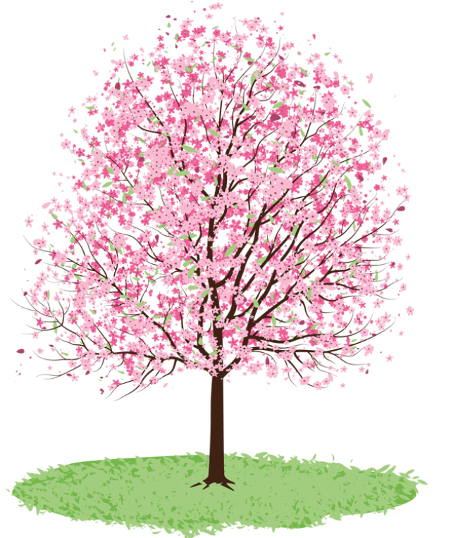 Cherry Blossom Tree Drawing Clipart