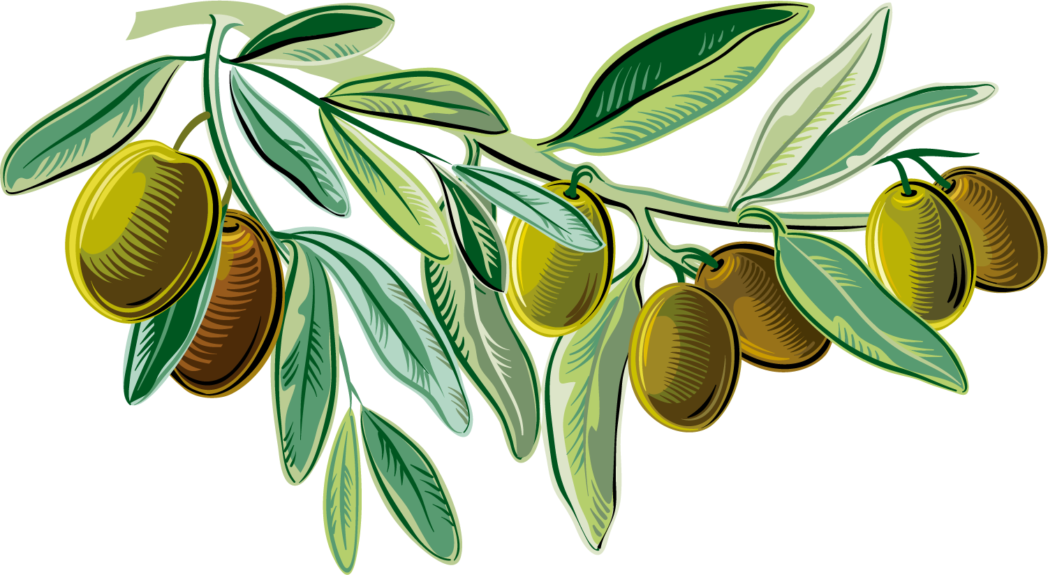 Olive Tree Drawing Clipart