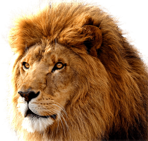 Lion Cartoon Clipart