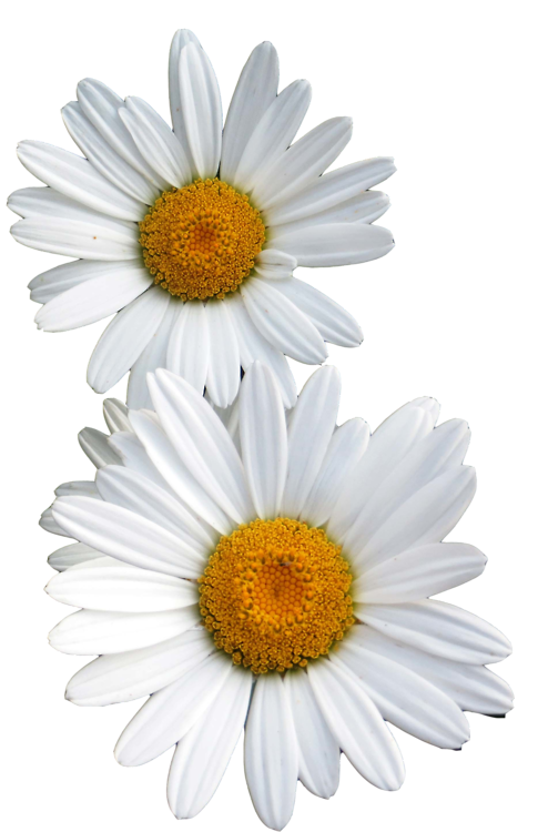 Flowers Clipart Background Clipart