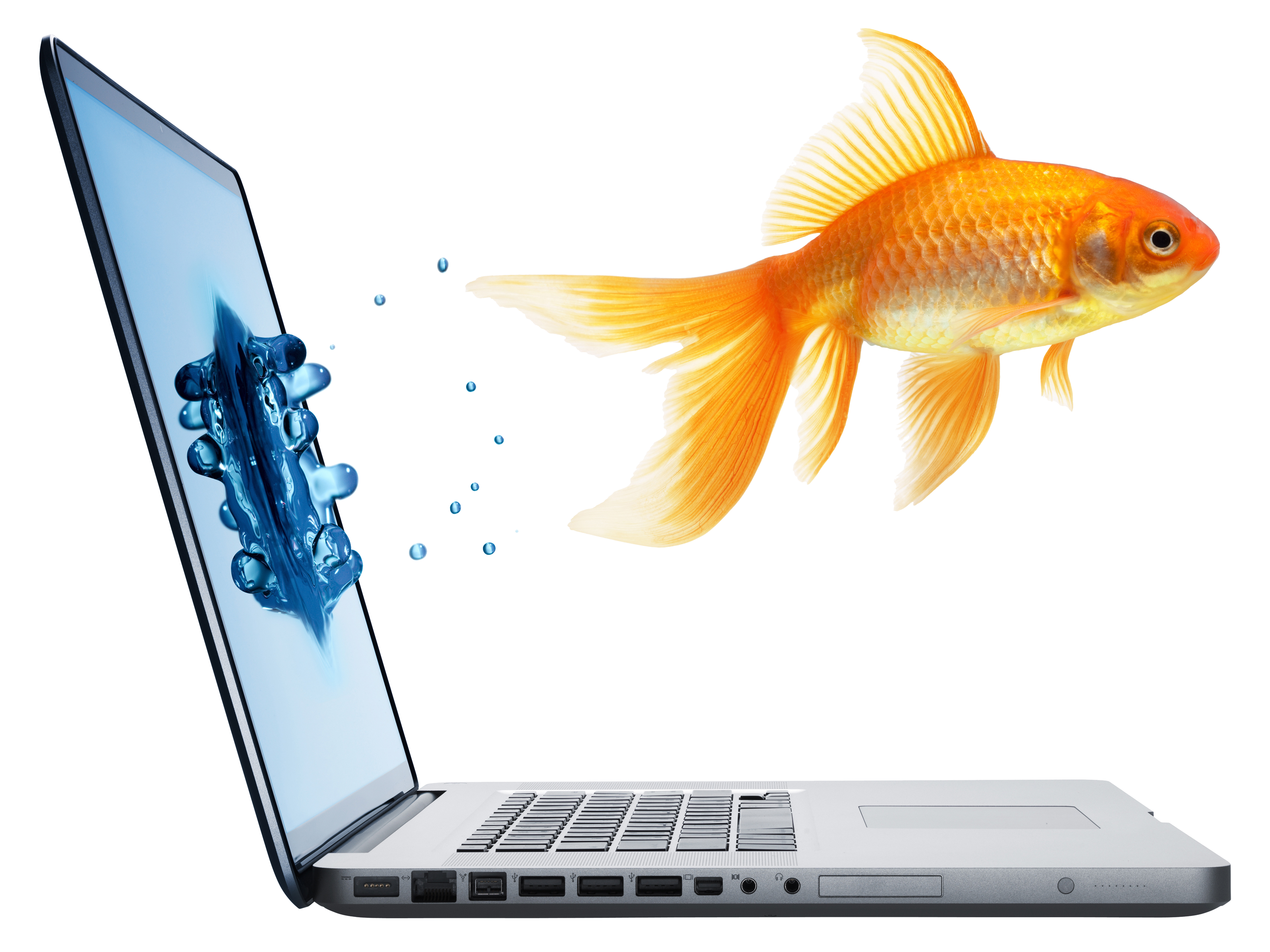 Fish Cartoon Clipart