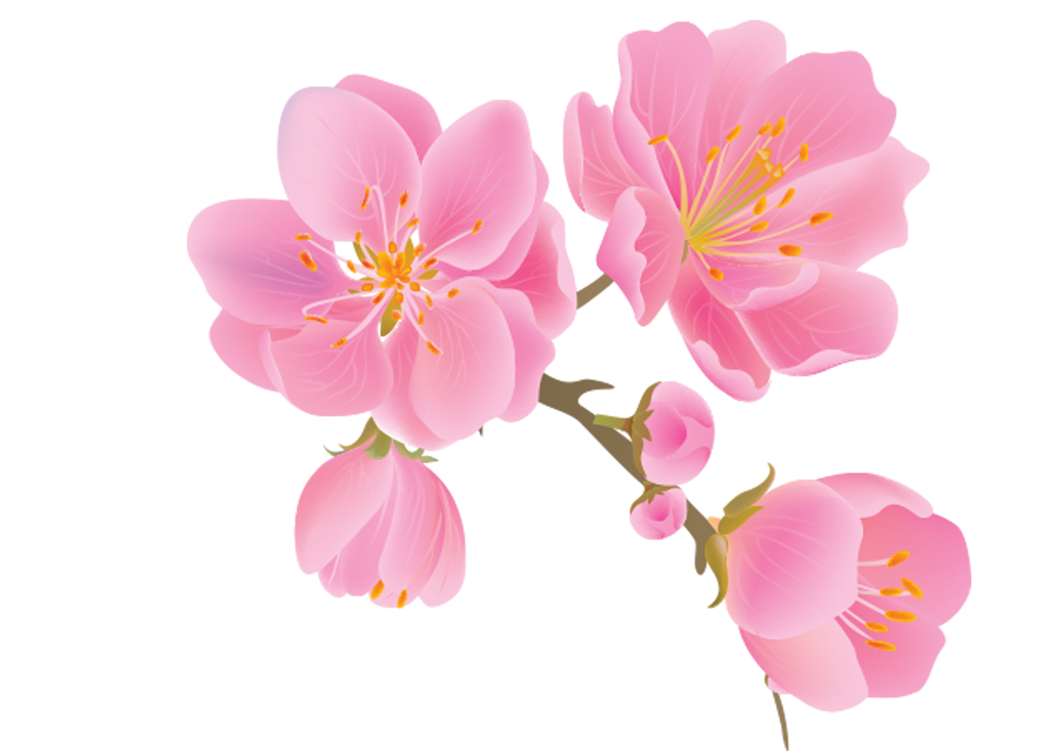 Cherry Blossom Tree Clipart