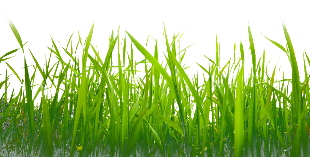 Green Grass Background Clipart