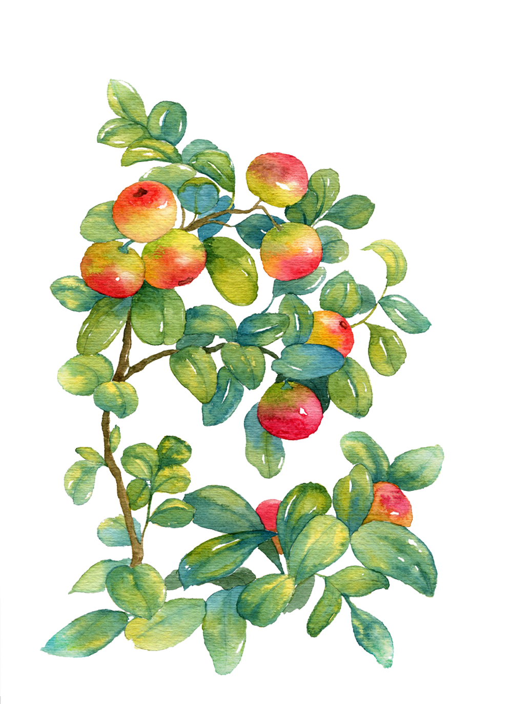 Flowers Clipart Background Clipart