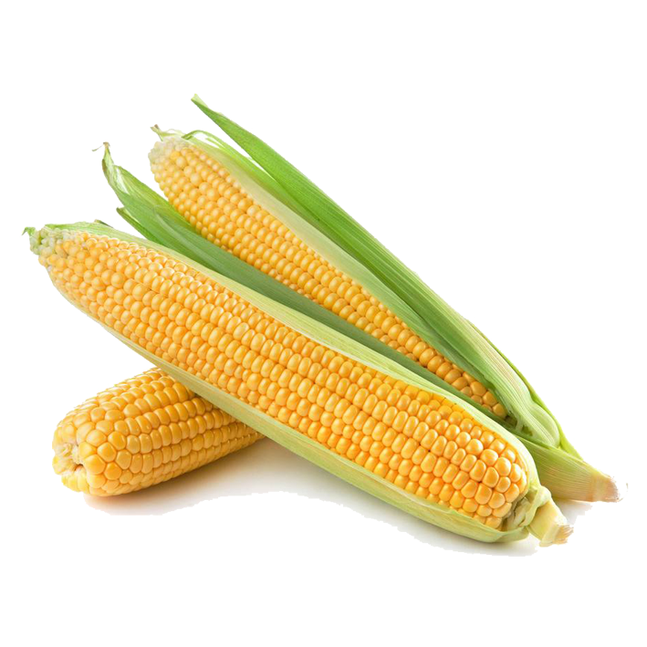 Corn Cartoon Clipart