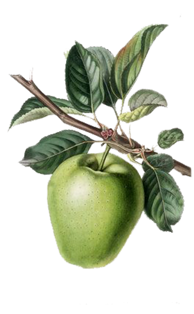 Apple Tree Clipart