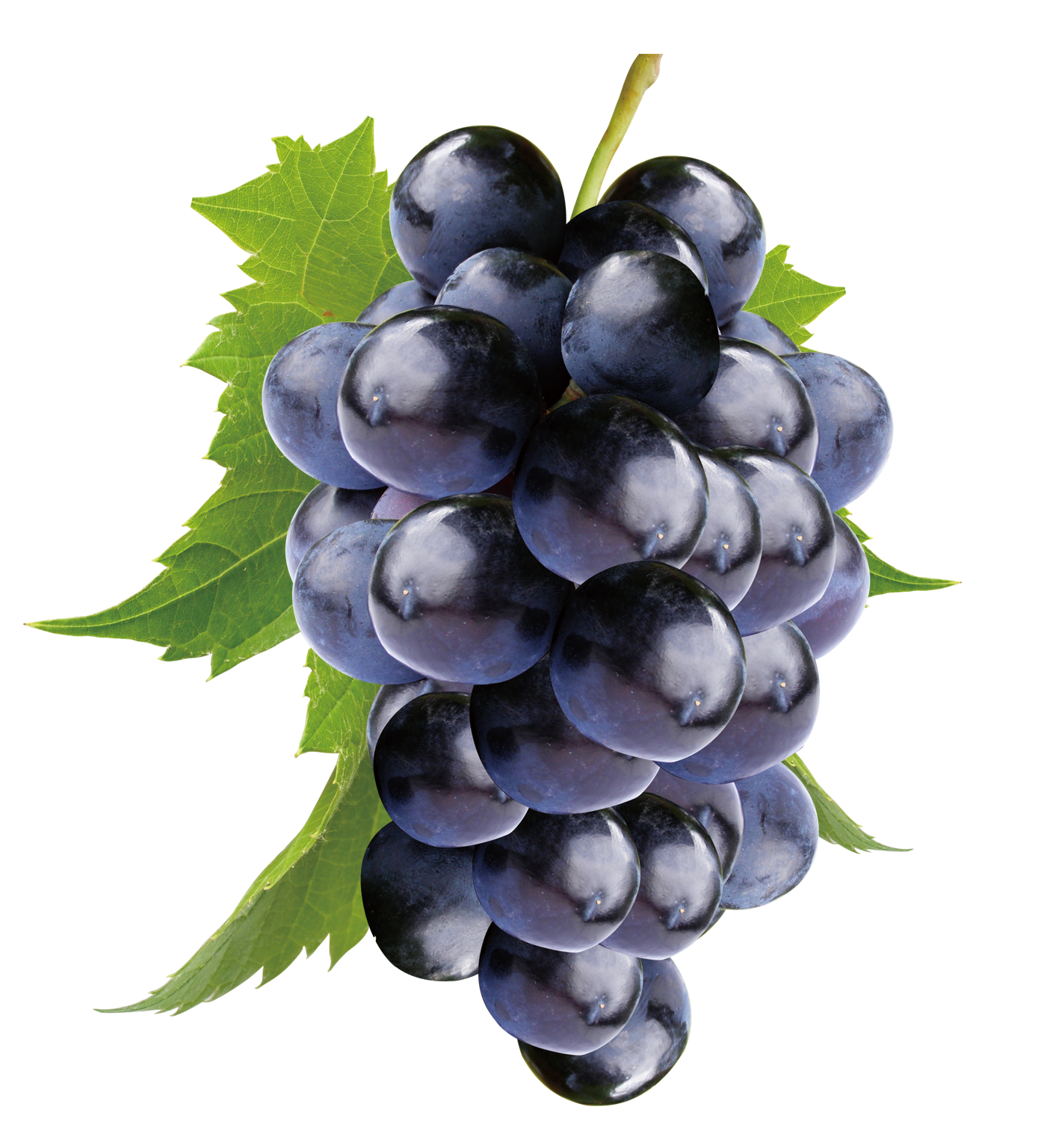 Grape Cartoon Clipart