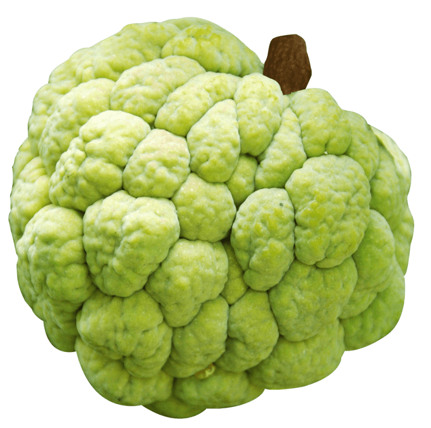 Apple Leaf Clipart