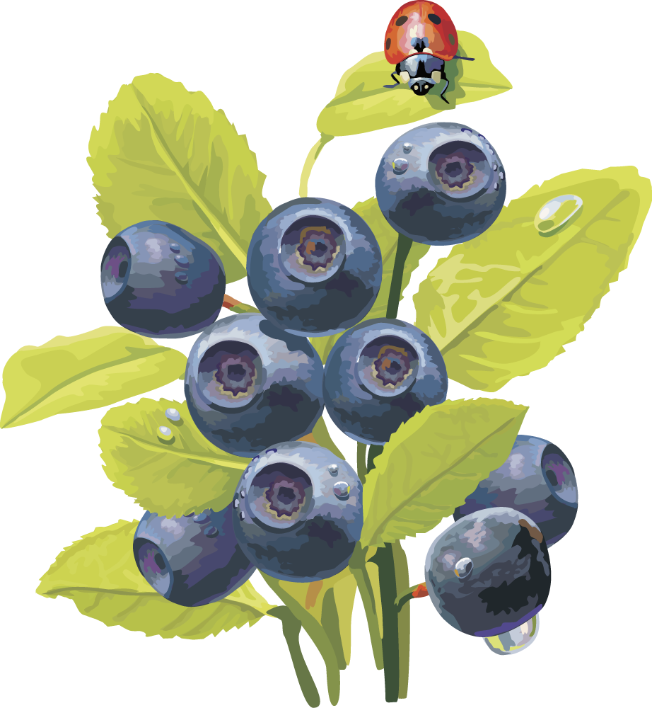 Berry Plant Clipart