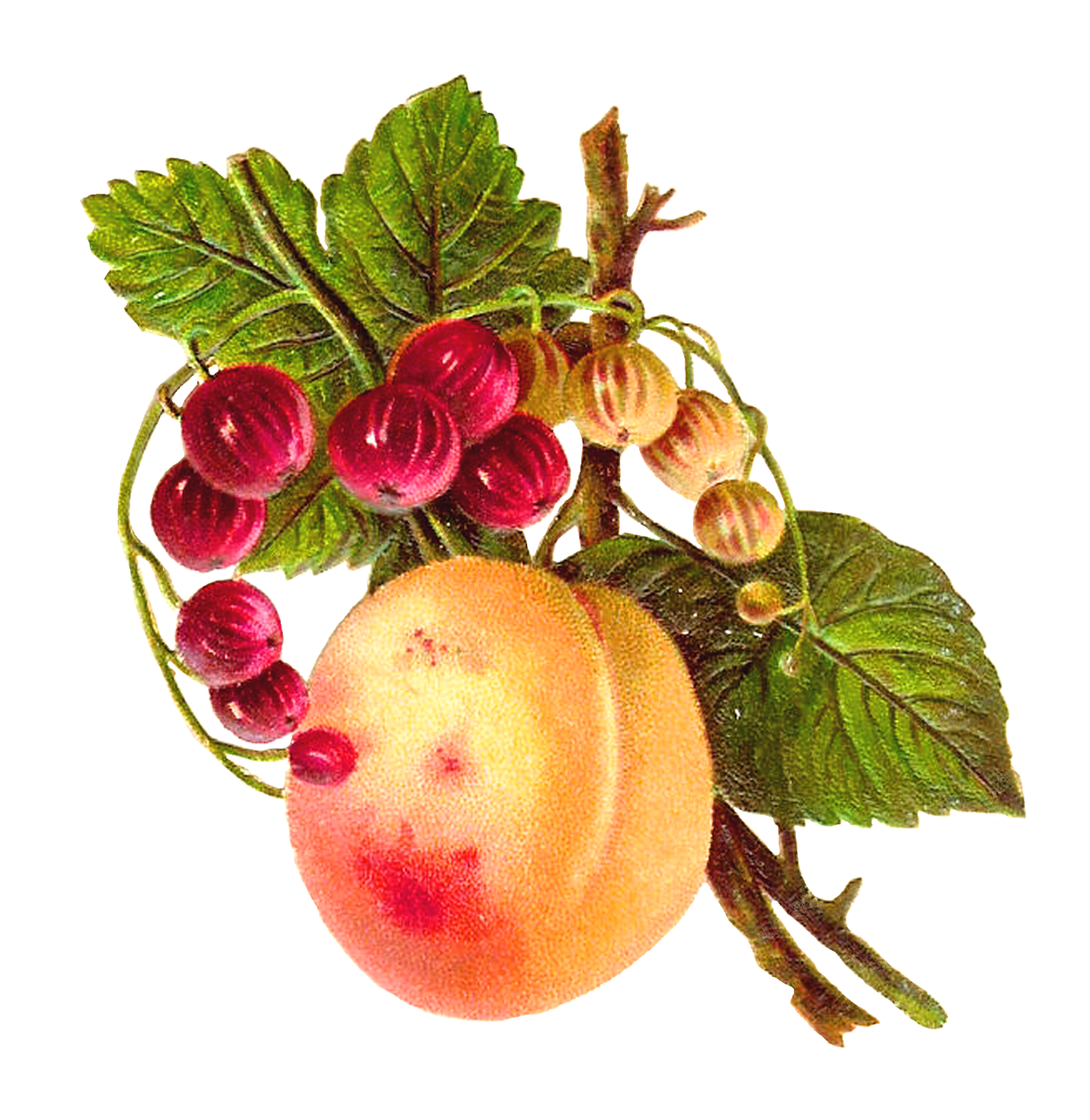 Apple Tree Clipart