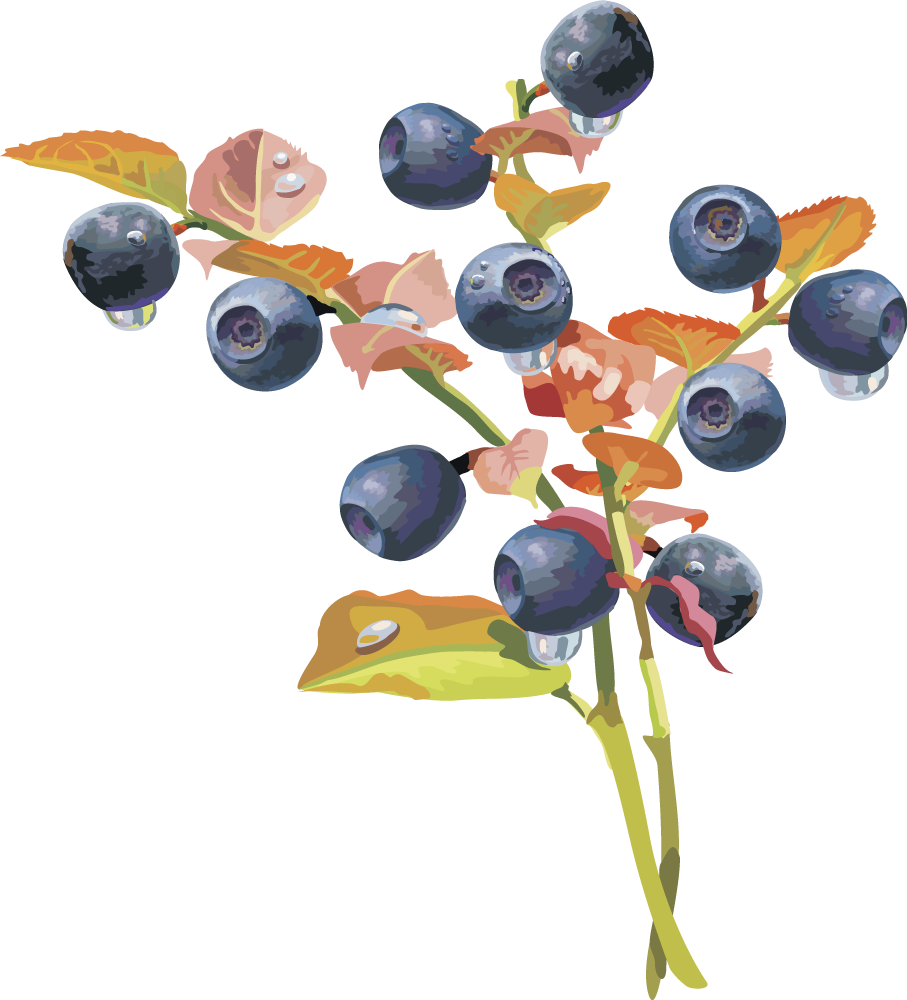 Fruit Cartoon Clipart