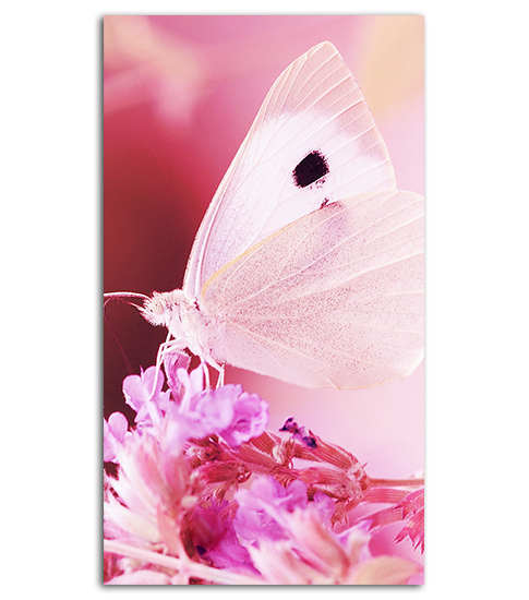 Pink Flower Cartoon Clipart
