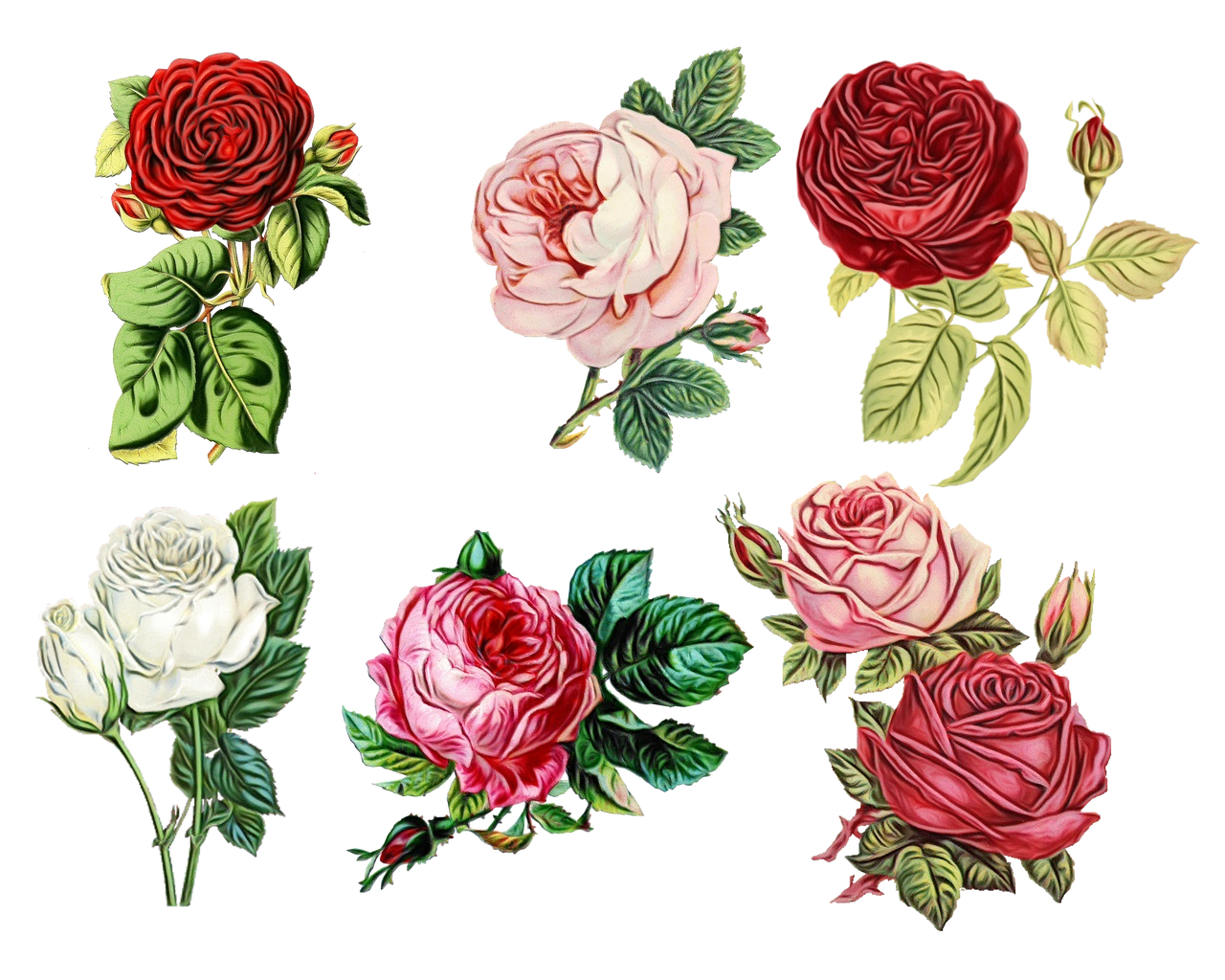 Watercolor Pink Flowers Clipart