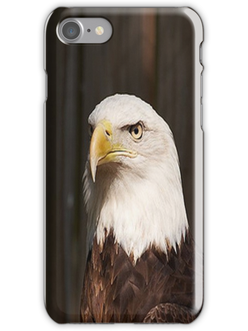 Eagle Cartoon Clipart