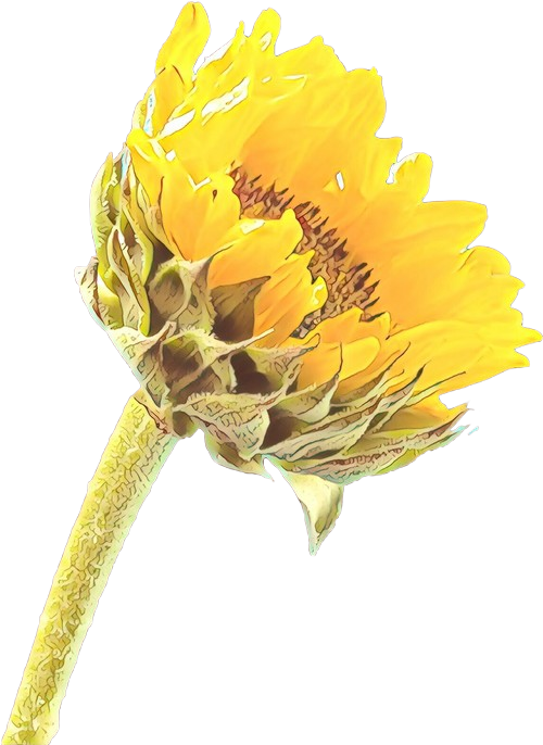 Flowers Clipart Background Clipart