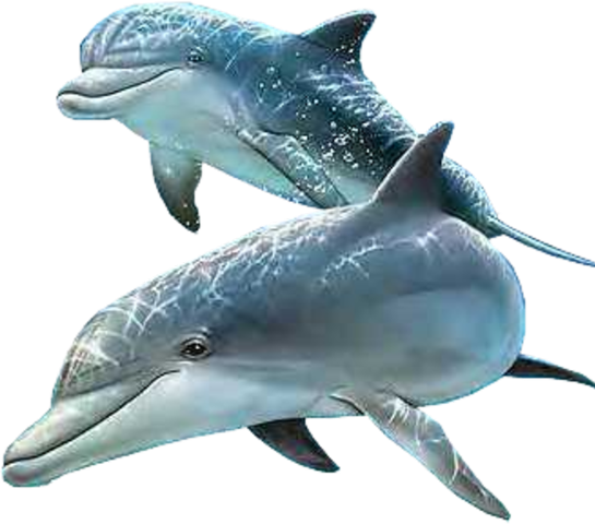 Dolphin Cartoon Clipart