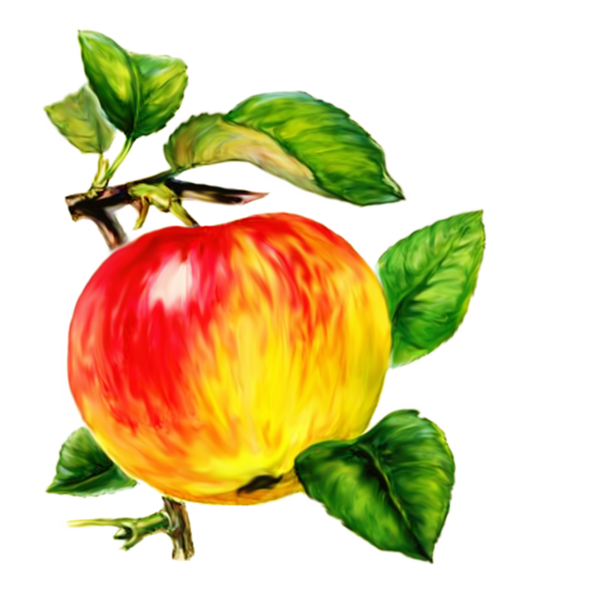 Apples Cartoon Clipart