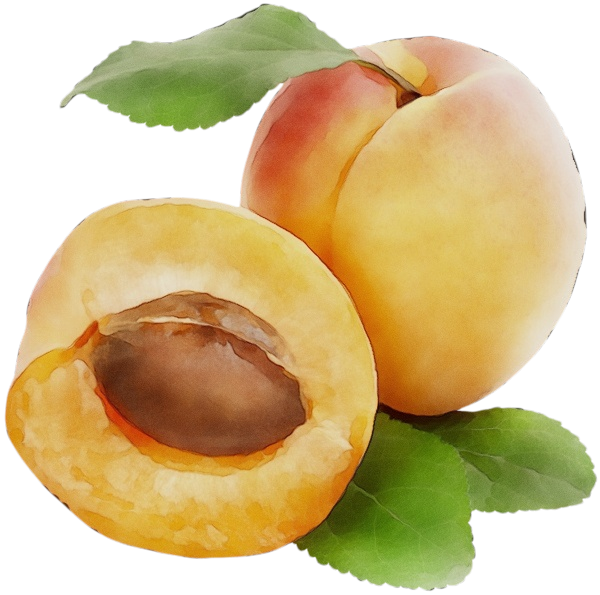 european plum food fruit plant apricot Clipart