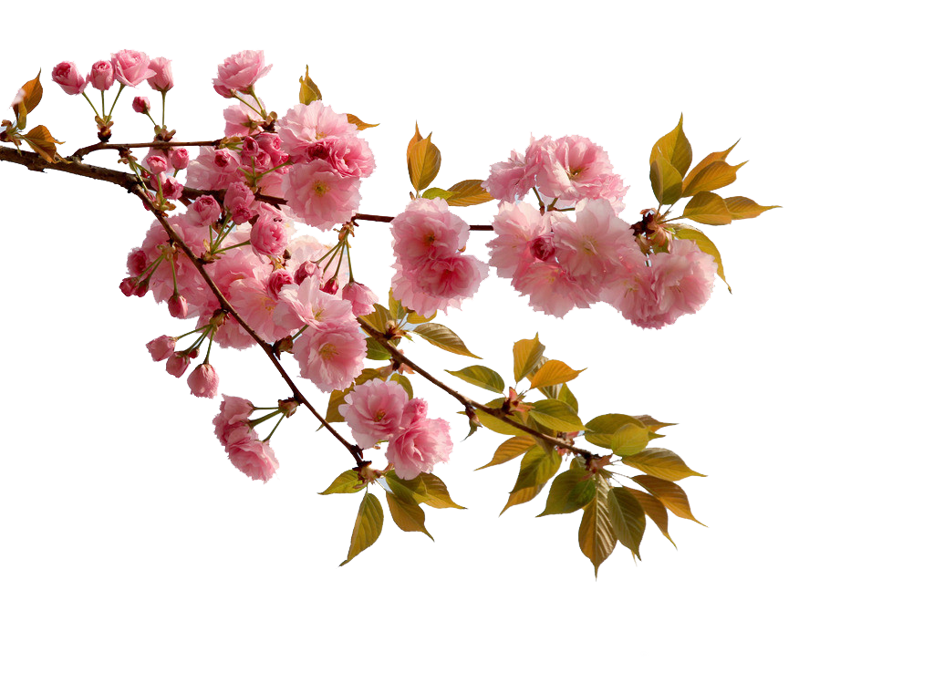 Cherry Blossom Tree Clipart