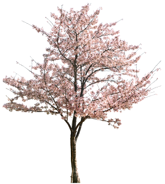 Cherry Blossom Tree Drawing Clipart