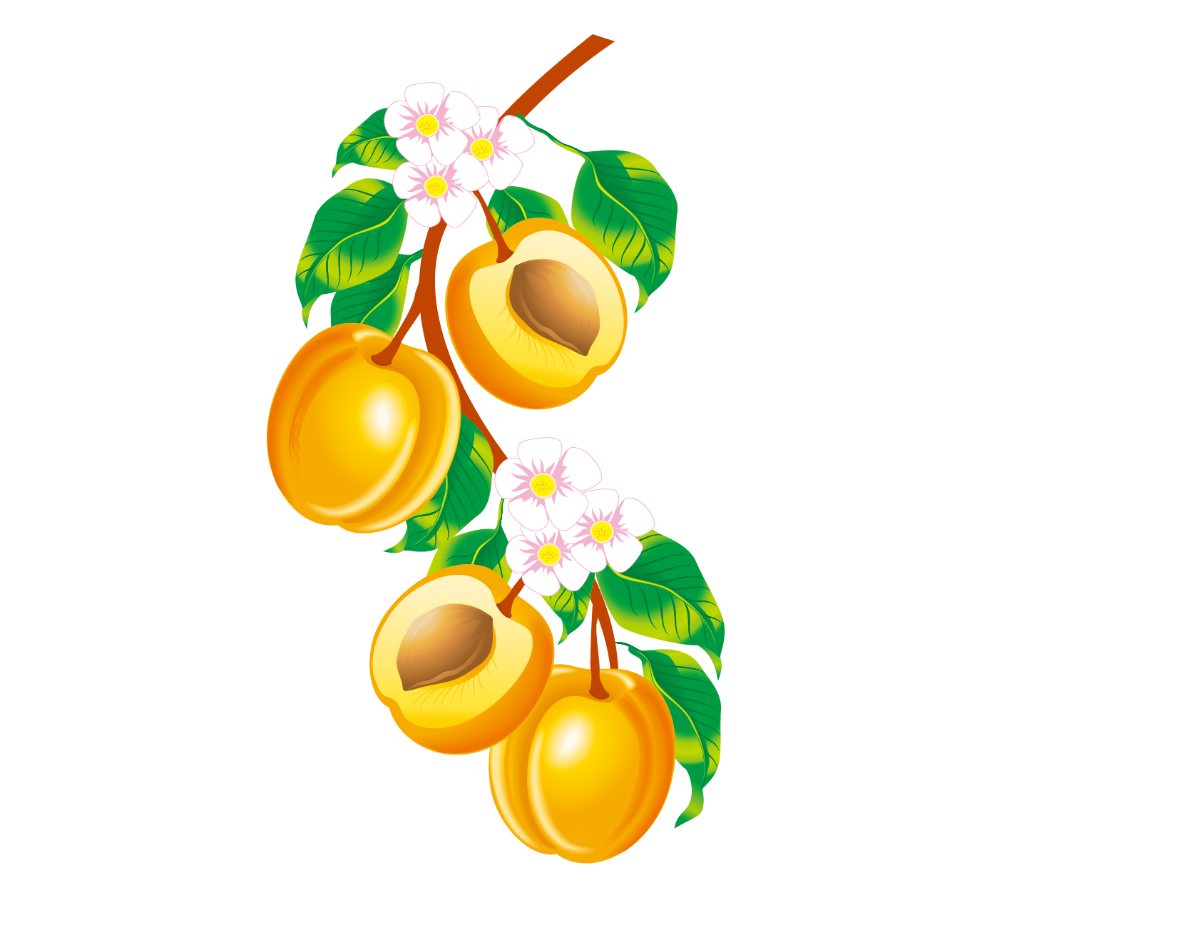 Fruit Cartoon Clipart