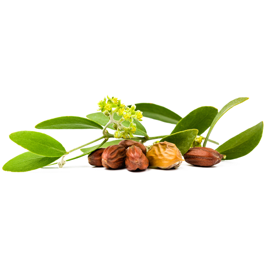 Fruit Tree Clipart
