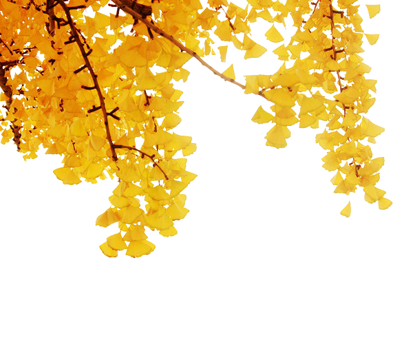 Maple Tree Clipart