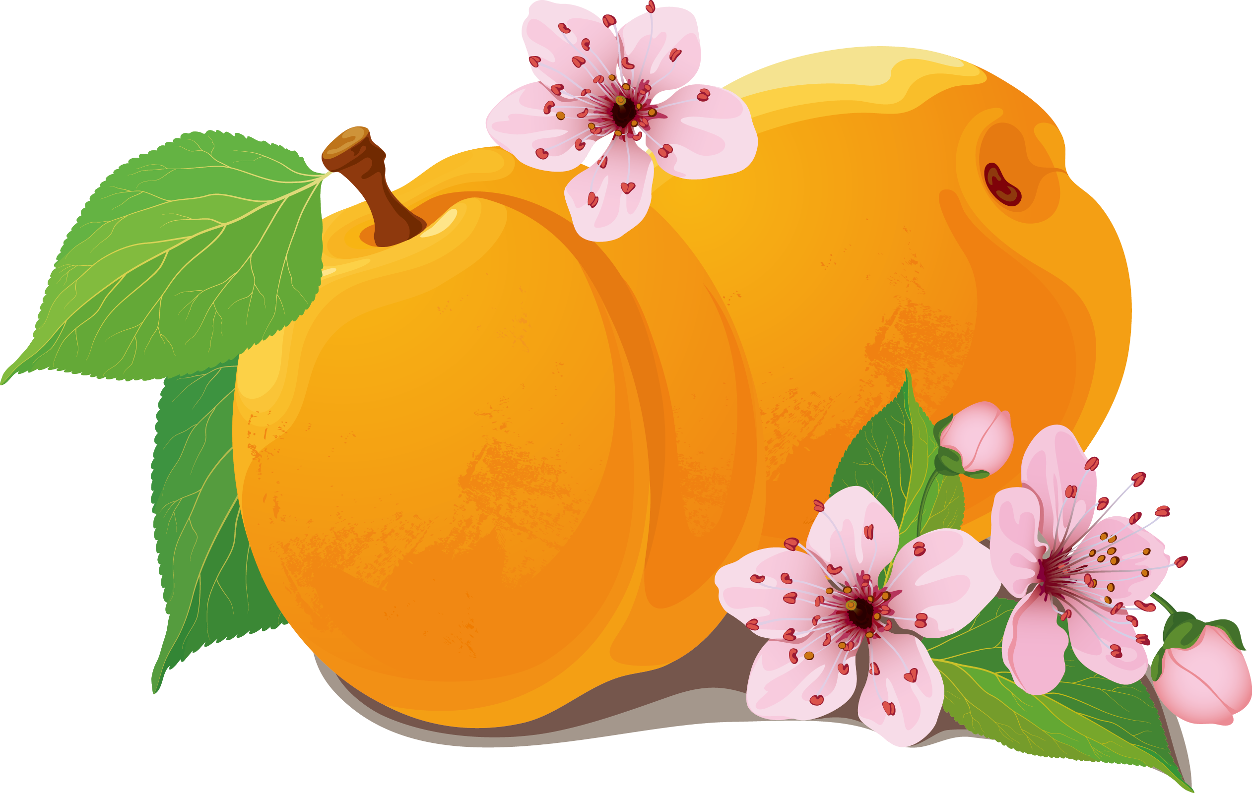 Peach Flower Clipart