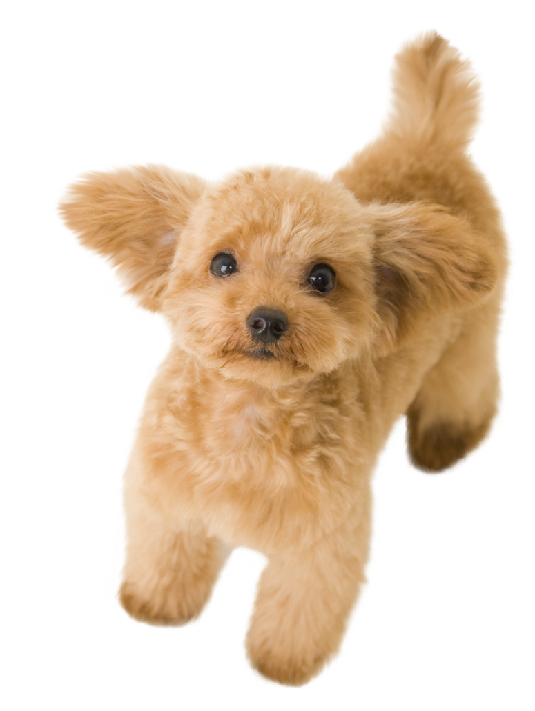 Poodle Morkie Clipart