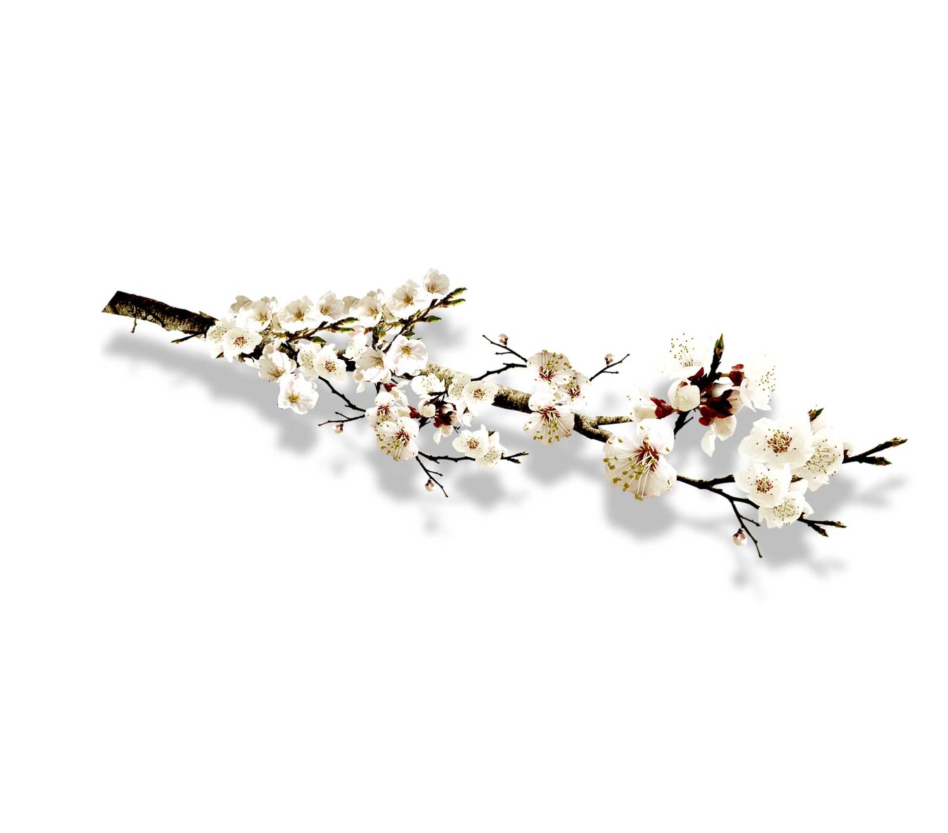 Plum Blossom Clipart