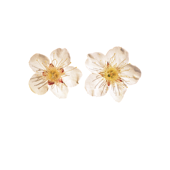 Yellow Flower Clipart