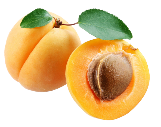 Fruit Tree Clipart