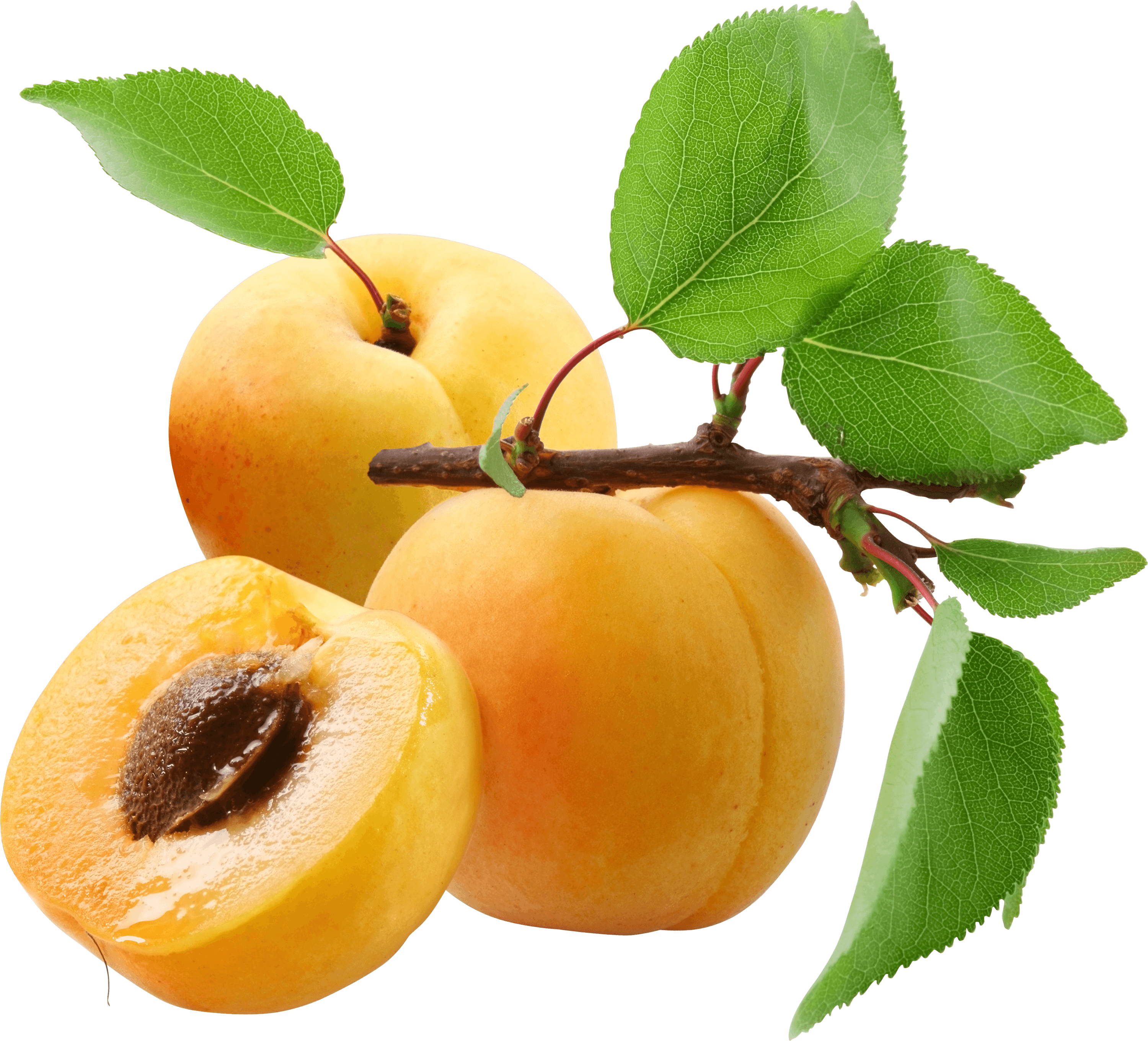 Fruit Tree Clipart
