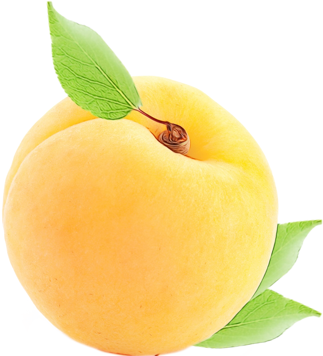 Apple Tree Clipart