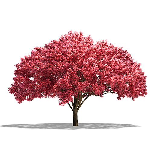 Cherry Blossom Tree Clipart