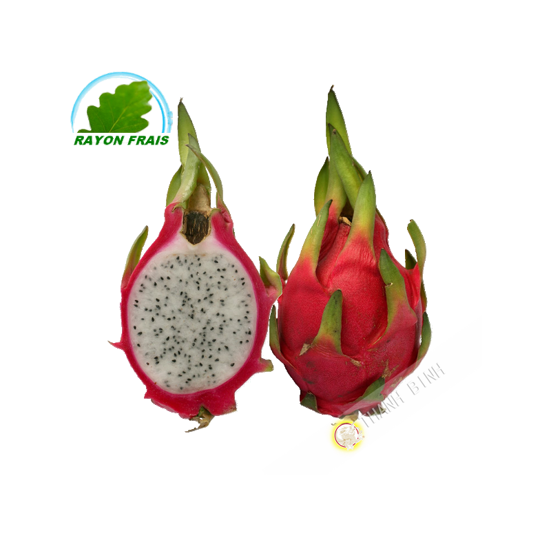 Tropical Tree Clipart