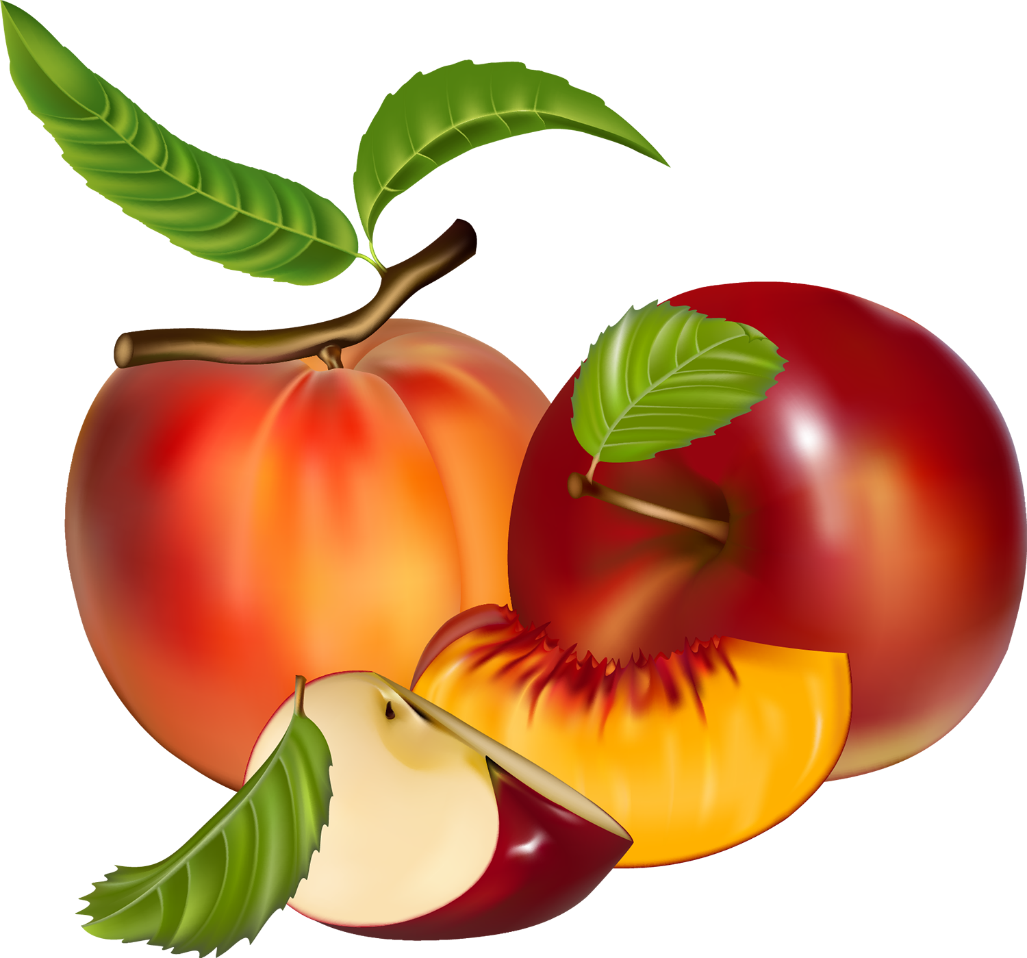 Banana Tree Clipart
