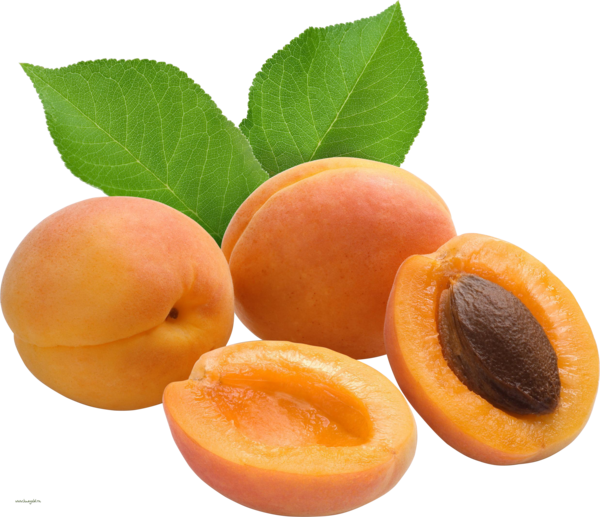 Fruit Tree Clipart