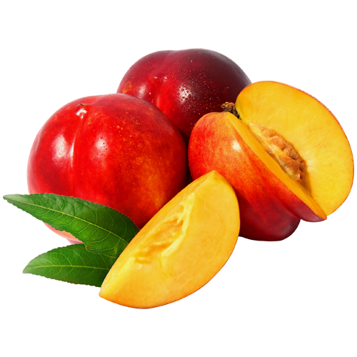 Mango Tree Clipart