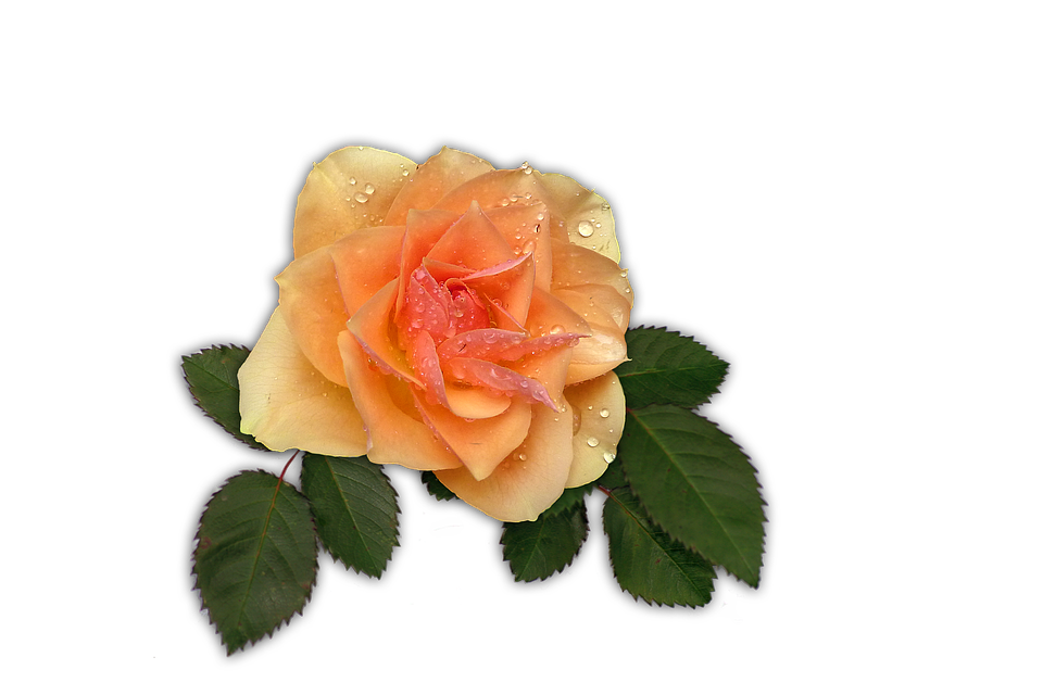 Flowers Clipart Background Clipart
