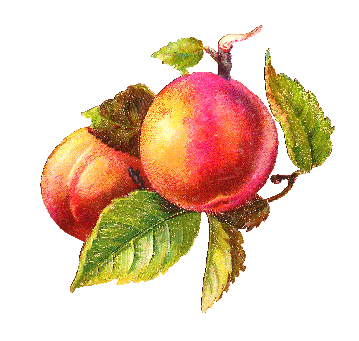 Apple Cartoon Clipart