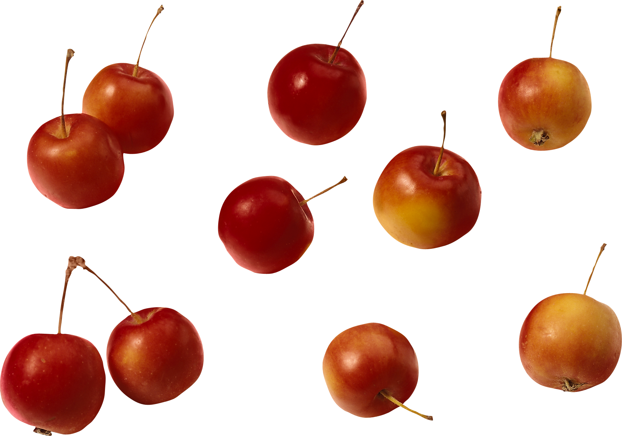Family Tree Background Clipart