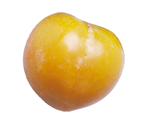 Lemon Background Clipart
