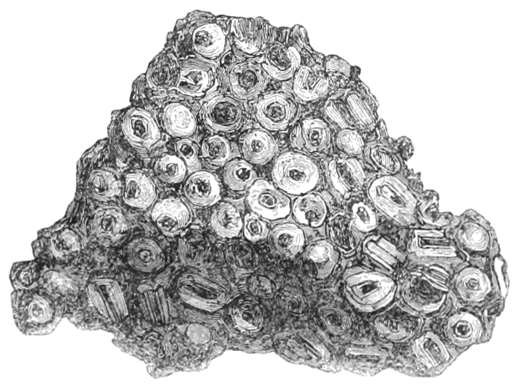 Drawing Tree Clipart