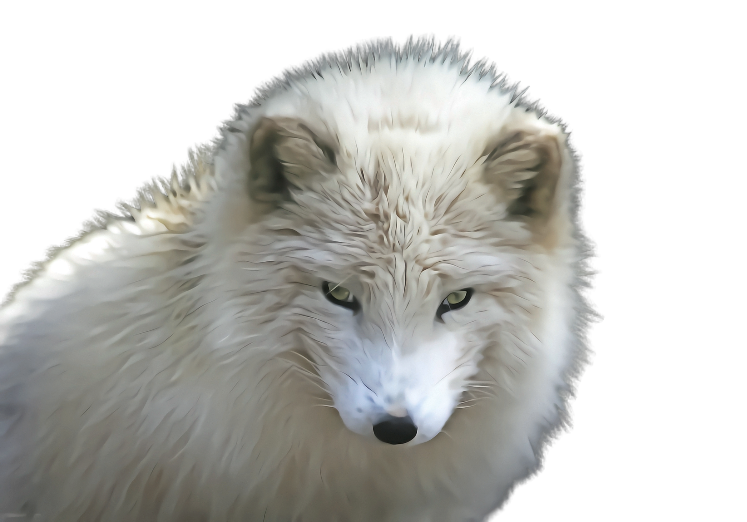 arctic fox fur canis lupus tundrarum fox wildlife Clipart