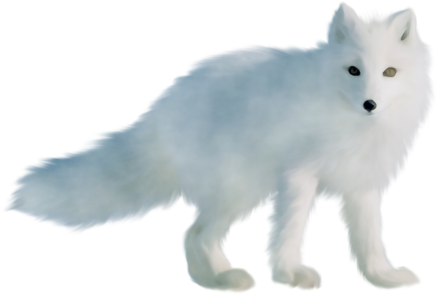 arctic fox animal figure fox snout tail Clipart